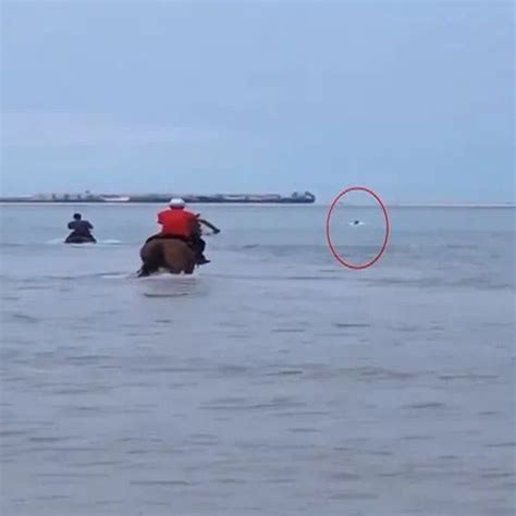 【中国新闻网客户端|三匹马下海参与救人 两匹马死亡一匹马正在救治中|三匹马下海参】_傻大方