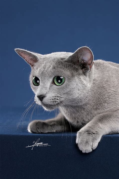英短纯蓝蓝猫|摄影|动物|沐米猫舍 - 原创作品 - 站酷 (ZCOOL)