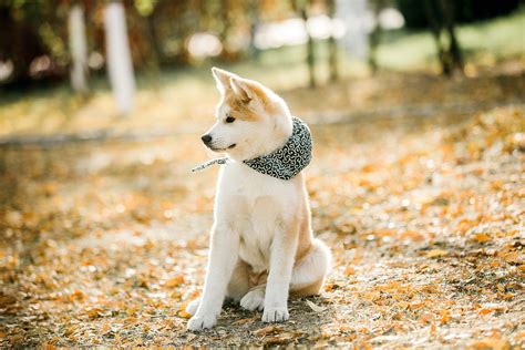 犬大全图片