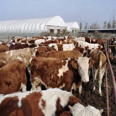 1000至1100斤的西门塔尔四代母牛的价格 东北大型中转场 存栏量大 吉林四平 福成五丰-食品商务网