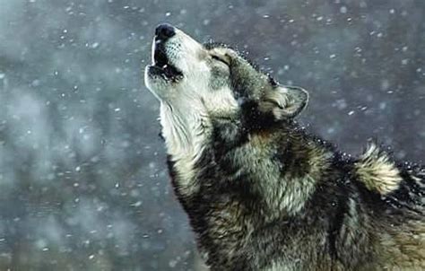 狼嚎-电影-高清在线观看-百度视频