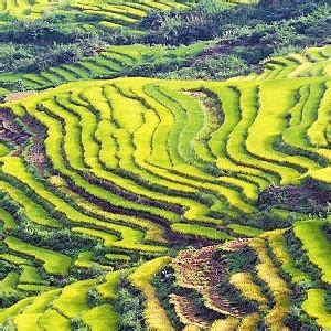 坪山梯田-坪山梯田值得去吗|门票价格|游玩攻略-排行榜123网