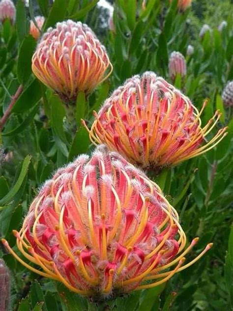 12种世界上最稀有的花 这12种花濒临灭绝十分少见-美丽花