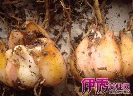 百合种球种子多少钱一斤 如何管理养护-养花技巧-江苏长景园林