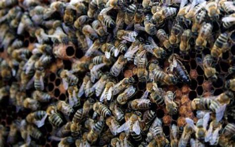 东北黑蜂是什么品种？欧洲黑蜂和卡尼鄂拉蜂杂交成的“新蜂种”！