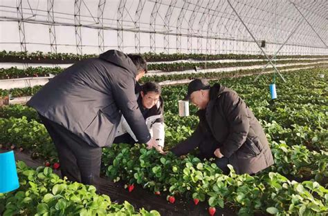陕西：设施农业“链” 稳定“菜篮子”凤凰网陕西_凤凰网