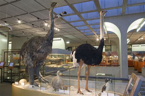 史上最大巨鸟，体型堪比小型恐龙！_凤凰网