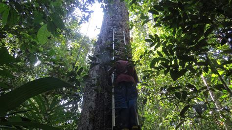 亚马逊热带雨林- 知名百科