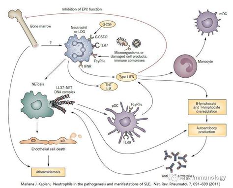 中性粒细胞与自身免疫性疾病_抗原