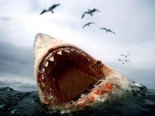 噬人鲨背景_噬人鲨摄影图片_噬人鲨壁纸_摄图网