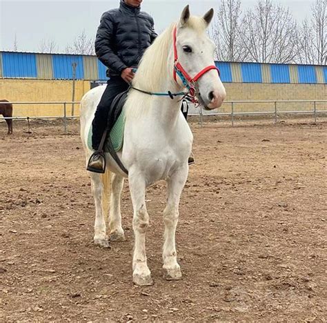 养马场马 骑乘马蒙古马 伊犁马小马驹 送货-阿里巴巴