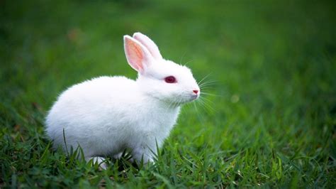今年兔宝宝取什么名字最好,给公兔起名字？_2345实用查询