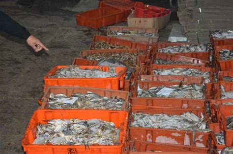 海鲜商城 - 市场导航 - 青岛市城阳蔬菜水产品批发市场