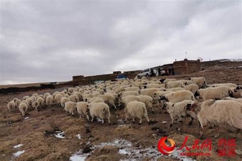 西藏安多县：牧民接羔育幼忙 - 中国民族宗教网