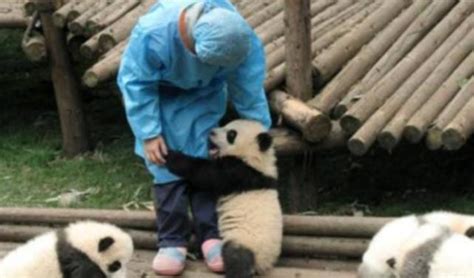 【紫牛头条】南京一动物园大熊猫被饲养员用竹竿敲，园方：饲养员已调岗，未被辞退_澎湃号·媒体_澎湃新闻-The Paper