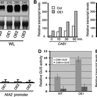 Gene expression analysis of CAM7 in Arabidopsis. The Arabidopsis CAM7 ...