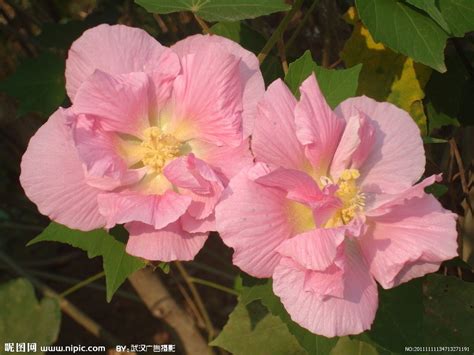 每周一花：木槿--陕西省西安植物园 陕西省植物研究所