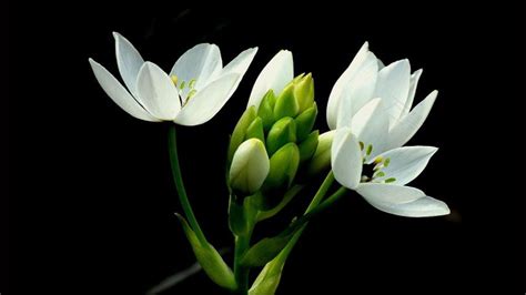 虎眼万年青图片