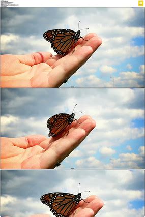 蝴蝶是什么动物类型 它是一种美丽的昆虫-小狼观天下