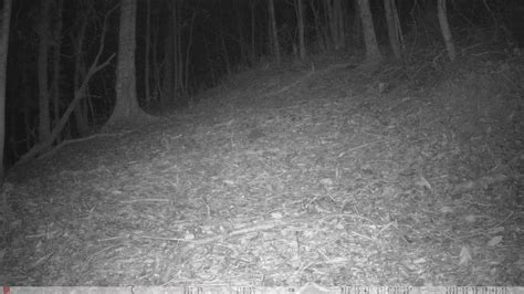 似猫非猫，国家二级保护动物豹猫在惠州象头山再次被发现-南粤山川秀美-关注森林网