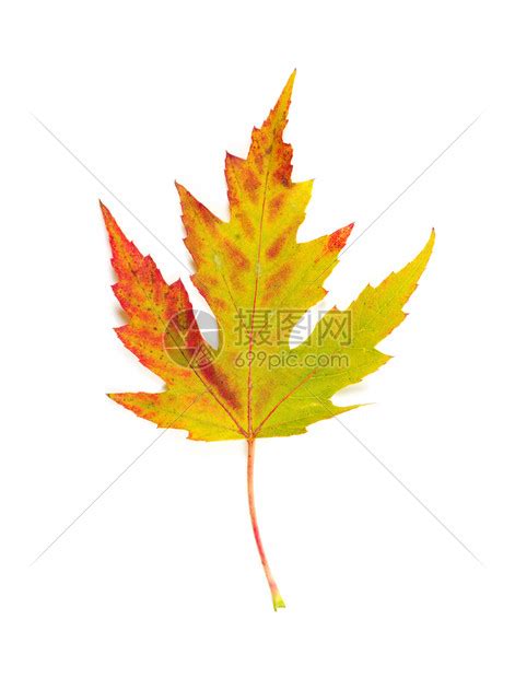 秋天白色的树叶高清图片下载-正版图片303451582-摄图网
