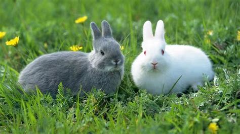 在哪里可以买一只兔子，该如何挑选？ - 知乎