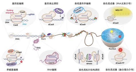 主要表观遗传修饰类型及其对基因表达的调控示意图 的图像结果