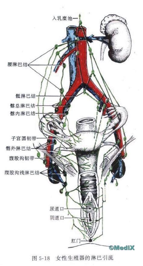 女性生殖器示意图图片 女性生殖器示意图图片