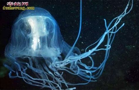26种最神秘诡异的海底生物，恐怖如科幻片里的怪物（图片）_奇象网