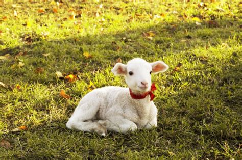 可爱小羊羔摄影高清图片 - 爱图网