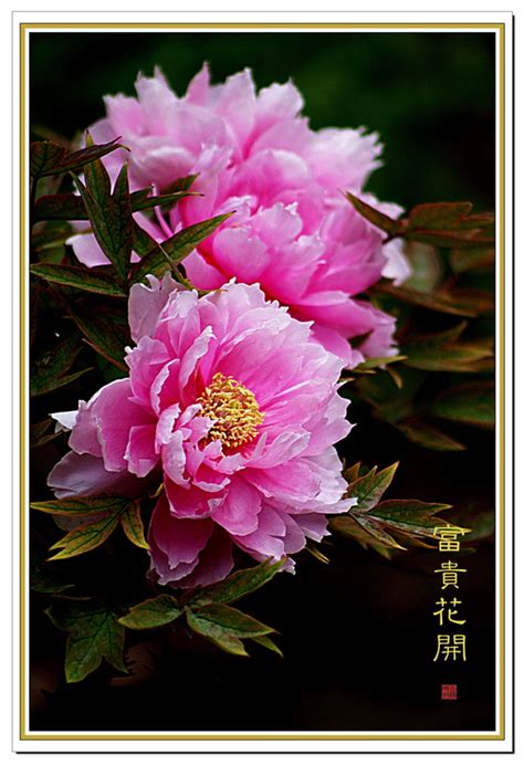 中国古典：花开富贵图片欣赏