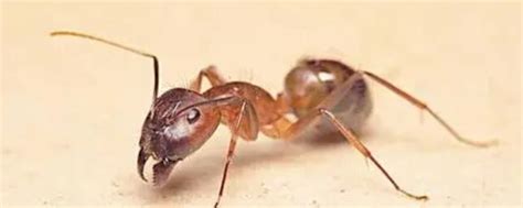 飞蚂蚁怎么消灭才干净-百度经验