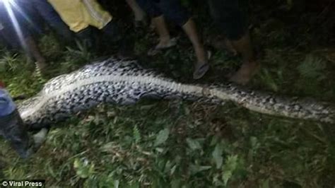 恐怖慎入：印尼村民剖开5公尺巨蟒 蛇肚内惊见失踪好友 - 神秘的地球 科学|自然|地理|探索