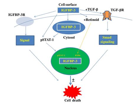 TD4离心机在口腔种植CGF生长因子制备过程中的应用_生物器材网