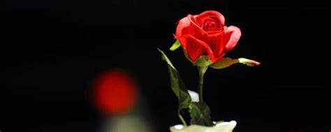 不带刺的玫瑰算什么,不带刺的玫瑰图片,不带刺的红玫瑰叫什么_大山谷图库