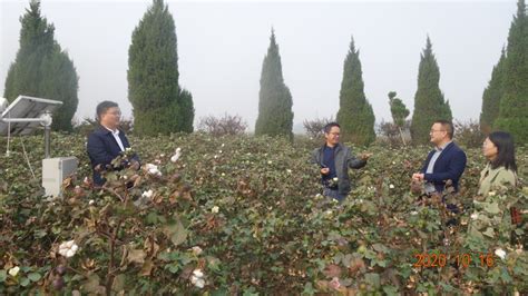 中棉所郑州所区完成2022年棉花科研试验播种工作 - 中国农业科学院棉花研究所