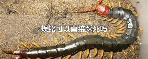 为什么不能踩死蜈蚣 世界上十大最毒蜈蚣排名，我国的仅排第十 | 说明书网