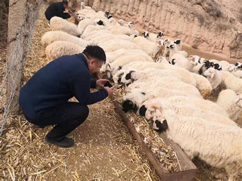 男子养羊有新招，承包百亩地种麦子和草，每天供一群羊啃吃_澎湃号·湃客_澎湃新闻-The Paper
