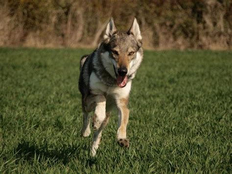 捷克狼犬: 全世界最贵的犬种, 长得像狼被禁养