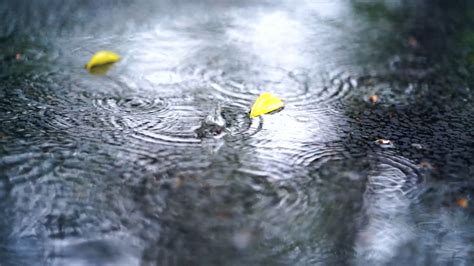 4K实拍自然风景下雨天气雨水打在树叶上视频特效素材-千库网