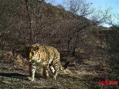 甘肃关山林区发现国家一级保护动物金钱豹种群_图片_中国小康网