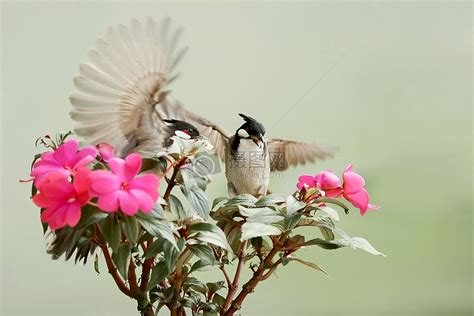 鸟语花香是描写什么季节 - 业百科