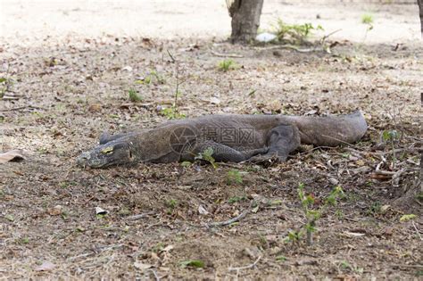世界野生动植物日丨西双版纳保护区动植物科普（十）圆鼻巨蜥