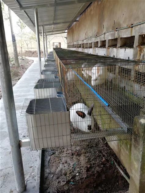 台江县：特色养殖兔产业 经济发展见成效-新华网