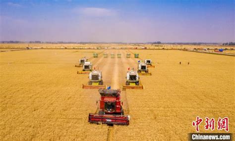 【大国“粮”策】河南小麦大规模机收基本结束 收获面积逾8500万亩_杭州网