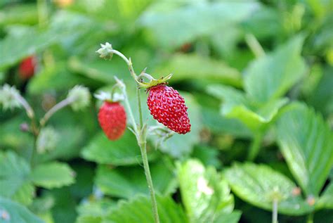 草莓的种植方法及时间_百度知道