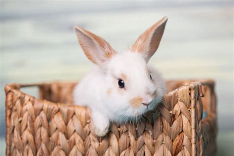 可爱的小白兔超萌的手机壁纸图片