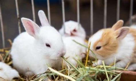 幼兔不容易辨别公母，怎么辨别兔子公母呢？