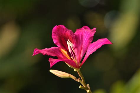 紫荆花（香港区旗上的是洋紫荆花）