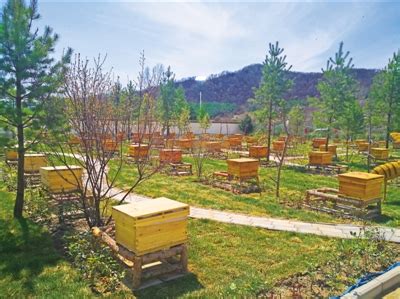 “蜂”收在望 -HPA湖南摄影网